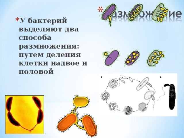 У бактерий выделяют два способа размножения: путем деления клетки надвое и половой 