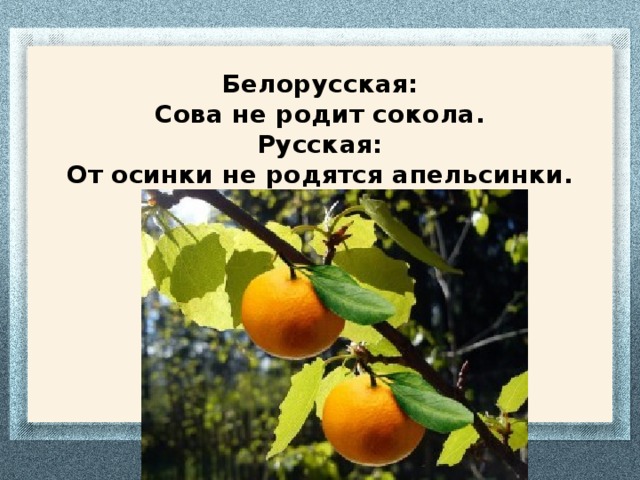 Не рождаются апельсинки. От Осинки не родятся апельсинки. Пословица от Осинки не родятся апельсинки. Пословица от не родятся апельсинки. Поговорки от Осинки апельсинки не рождаются.