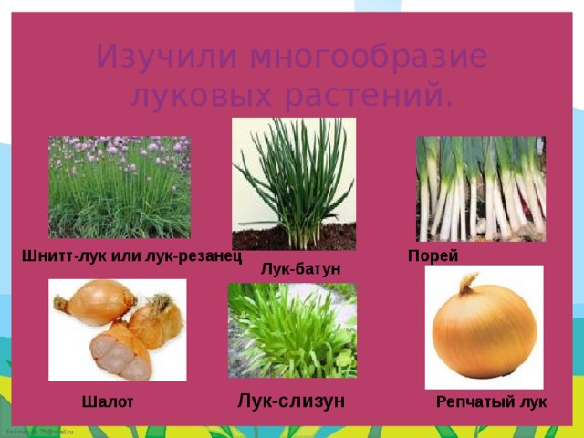   Изучили многообразие луковых растений.   Порей Шнитт-лук или лук-резанец Лук-батун Лук-слизун Репчатый лук Шалот 