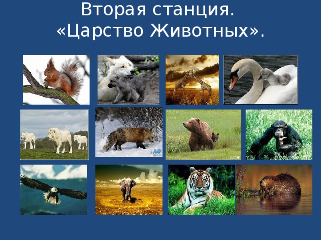 Царство животных 3 класс. В царстве животных. Вторая станция царство животных. Царство животных 2 класс.