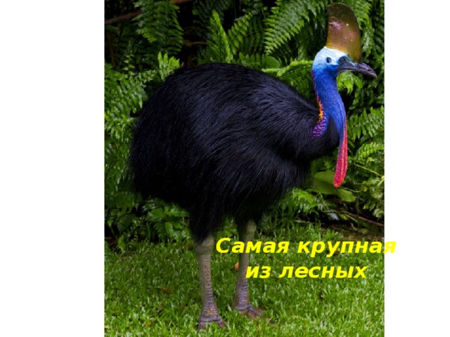 Самая крупная из лесных 