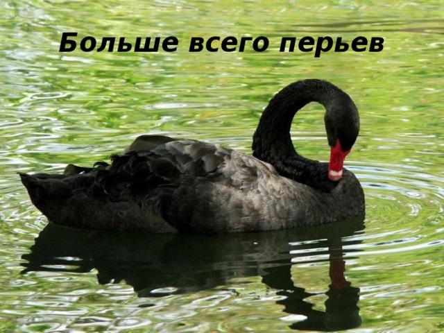 Больше всего перьев 