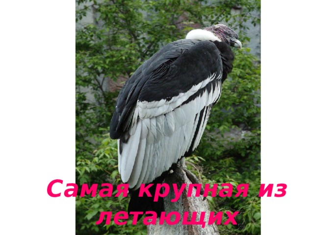 Самая крупная из летающих 