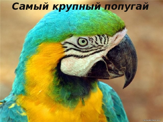Самый крупный попугай 