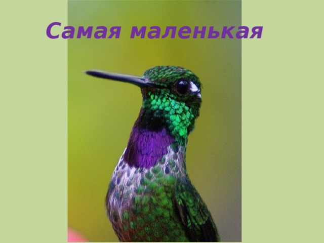 Самая маленькая 
