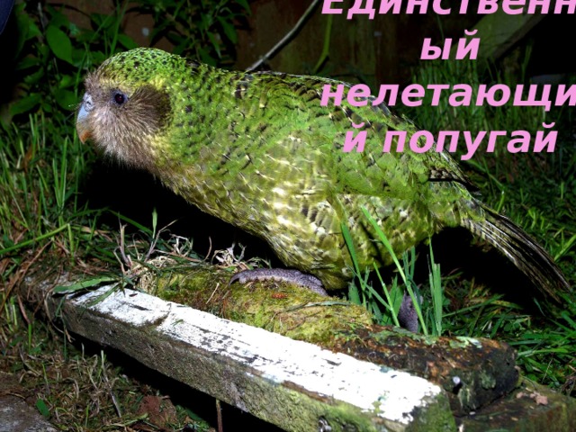 Единственный нелетающий попугай 