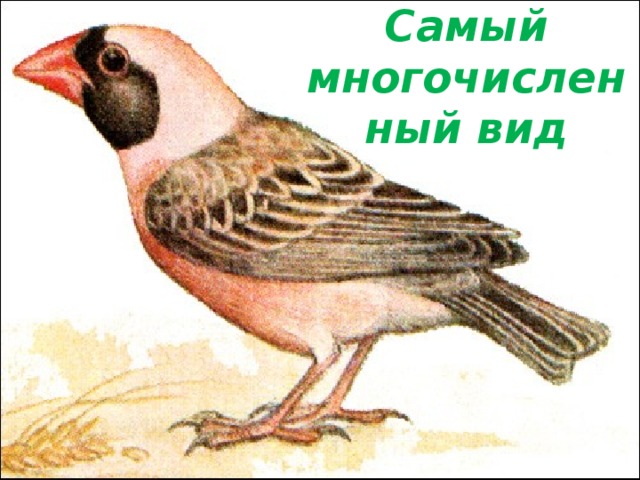Самый многочисленный вид 