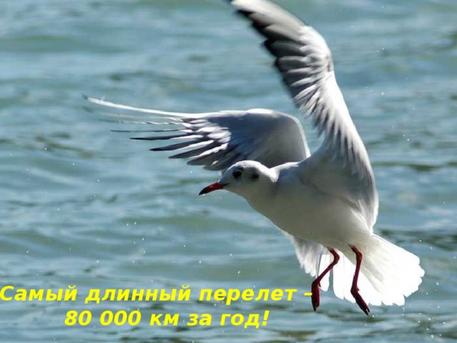 Самый длинный перелет –  80 000 км за год! 