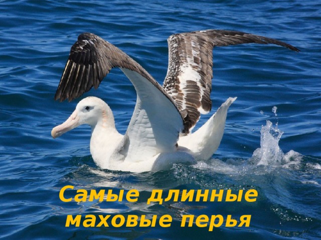 Самые длинные маховые перья 