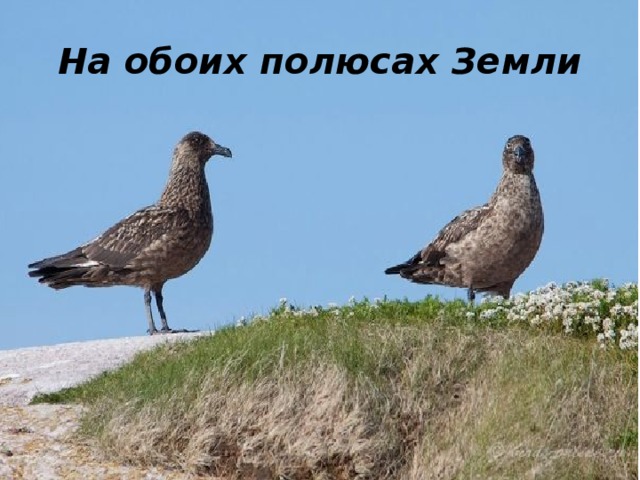 На обоих полюсах Земли 