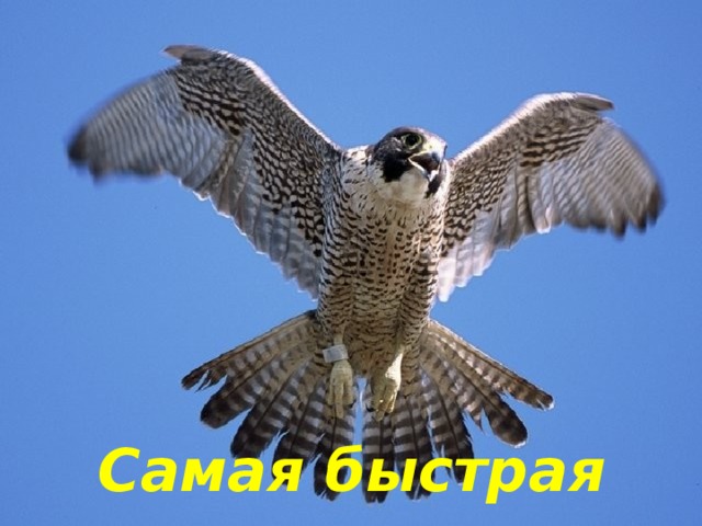 Самая быстрая 