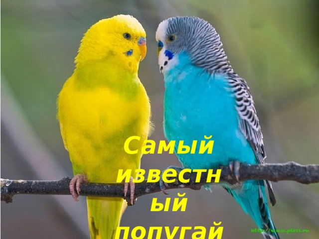 Самый известный попугай 