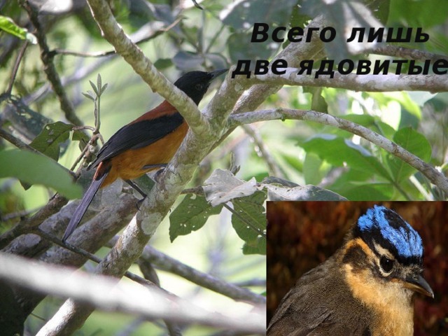 Всего лишь две ядовитые 