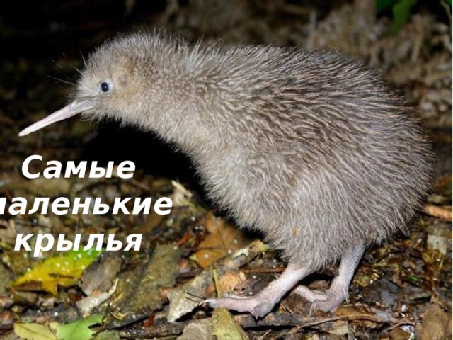 Самые маленькие крылья 