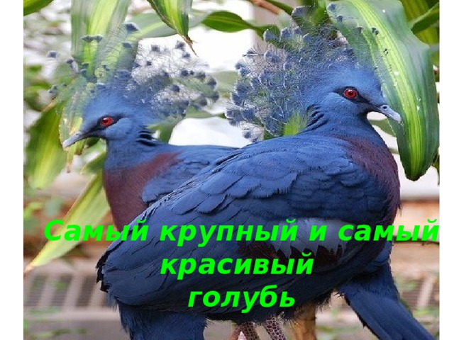 Самый крупный и самый красивый  голубь 