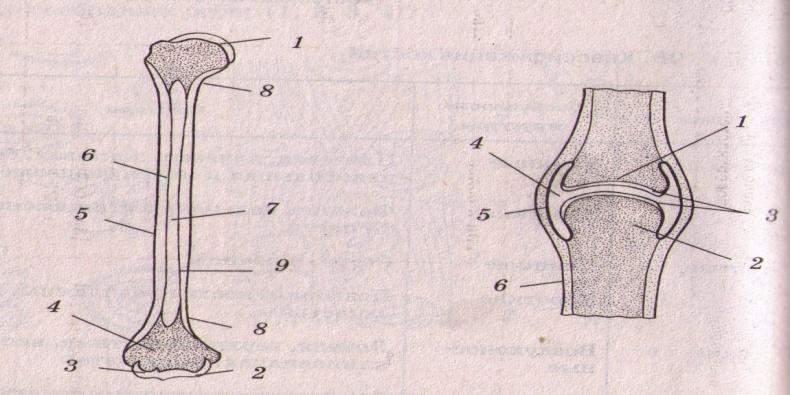 Рисунок строения костя. Строение сустава трубчатой кости. Строение трубчатой кости без подписей. Строение трубчатой кости рисунок. Трубчатая кость строение без подписей.