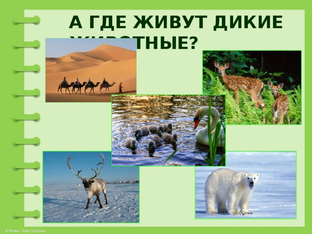 Аллоды ездовые животные где взять