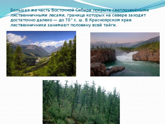 Большая же часть Восточной Сибири покрыта светлохвойными лиственничными лесами, граница которых на севере заходит достаточно далеко — до 70° с. ш. В Красноярском крае лиственничники занимают половину всей тайги. 