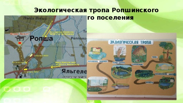 Экологическая тропа Ропшинского сельского поселения 