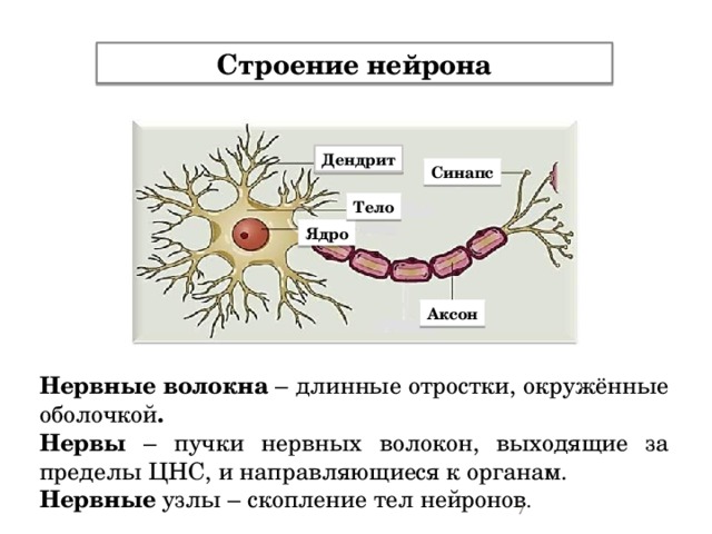 Строение нейрона картинка с подписями