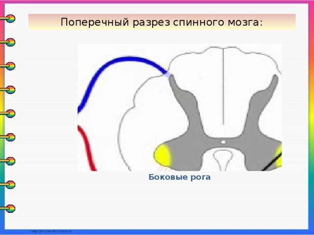 Боковые рога мозга