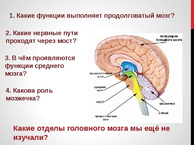 Функции переднего мозга