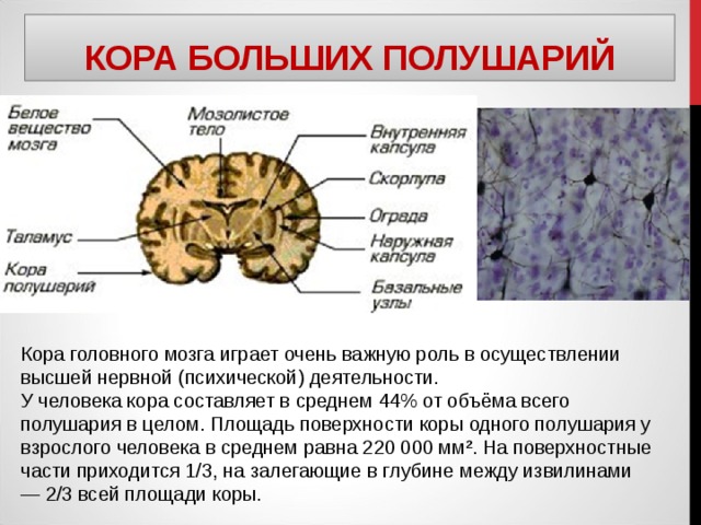 КОРА БОЛЬШИХ ПОЛУШАРИЙ Кора головного мозга играет очень важную роль в осуществлении высшей нервной (психической) деятельности. У человека кора составляет в среднем 44% от объёма всего полушария в целом. Площадь поверхности коры одного полушария у взрослого человека в среднем равна 220 000 мм². На поверхностные части приходится 1/3, на залегающие в глубине между извилинами — 2/3 всей площади коры. 