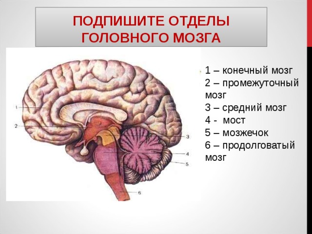 ПОДПИШИТЕ ОТДЕЛЫ ГОЛОВНОГО МОЗГА 1 – конечный мозг 2 – промежуточный мозг 3 – средний мозг 4 - мост 5 – мозжечок 6 – продолговатый мозг 