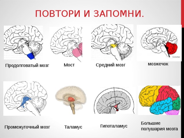 ПОВТОРИ И ЗАПОМНИ. мозжечок Мост Средний мозг Продолговатый мозг Большие полушария мозга Гипоталамус Промежуточный мозг Таламус 