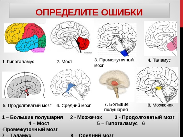 ОПРЕДЕЛИТЕ ОШИБКИ 3. Промежуточный мозг 4. Таламус 2. Мост 1. Гипоталамус 7. Большие полушария 8. Мозжечок 6. Средний мозг 5. Продолговатый мозг 1 – Большие полушария 2 - Мозжечок 3 - Продолговатый мозг 4 – Мост 5 – Гипоталамус 6 -Промежуточный мозг 7 – Таламус 8 – Средний мозг 