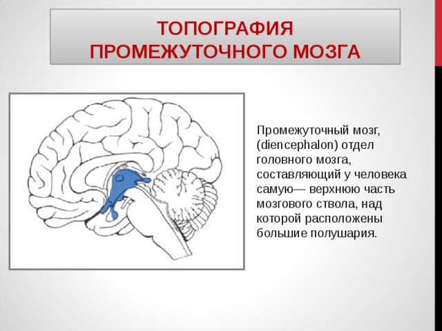 ТОПОГРАФИЯ ПРОМЕЖУТОЧНОГО МОЗГА Промежуточный мозг,  ( diencephalon ) отдел головного мозга, составляющий у человека самую— верхнюю часть мозгового ствола, над которой расположены большие полушария. 
