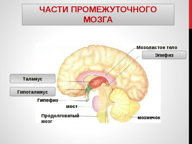 Таламус ЧАСТИ ПРОМЕЖУТОЧНОГО МОЗГА Мозолистое тело Эпифиз Гипоталамус Гипофиз мост Продолговатый мозг мозжечок 