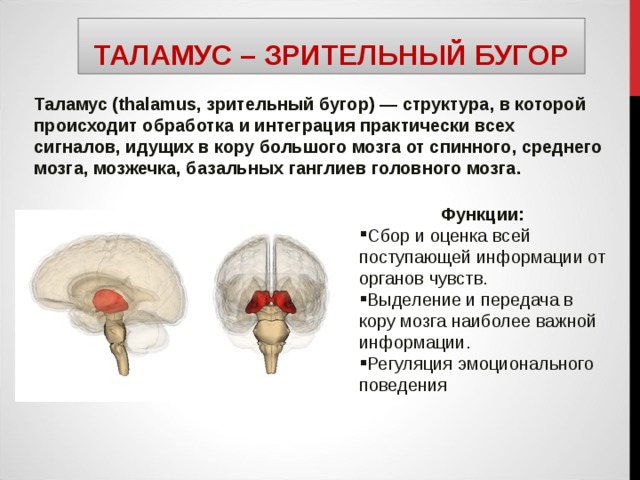 ТАЛАМУС – ЗРИТЕЛЬНЫЙ БУГОР Таламус (thalamus, зрительный бугор) — структура, в которой происходит обработка и интеграция практически всех сигналов, идущих в кору большого мозга от спинного, среднего мозга, мозжечка, базальных ганглиев головного мозга. Функции: Сбор и оценка всей поступающей информации от органов чувств. Выделение и передача в кору мозга наиболее важной информации. Регуляция эмоционального поведения 