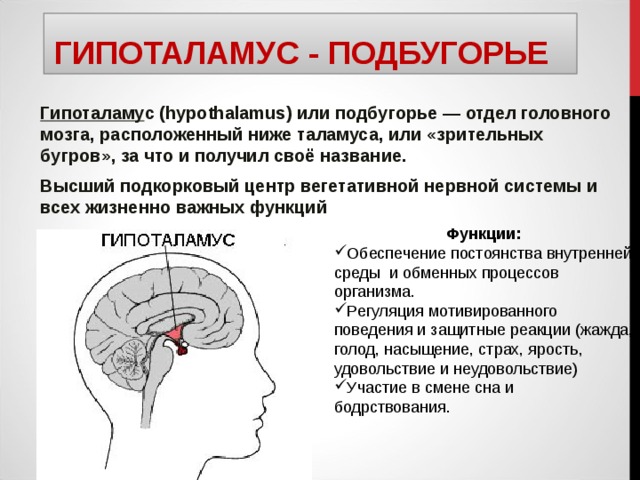 ГИПОТАЛАМУС - ПОДБУГОРЬЕ Гипоталаму с (hypothalamus) или подбугорье — отдел головного мозга, расположенный ниже таламуса, или «зрительных бугров», за что и получил своё название. Высший подкорковый центр вегетативной нервной системы и всех жизненно важных функций Функции: Обеспечение постоянства внутренней среды и обменных процессов организма. Регуляция мотивированного поведения и защитные реакции (жажда, голод, насыщение, страх, ярость, удовольствие и неудовольствие) Участие в смене сна и бодрствования. 