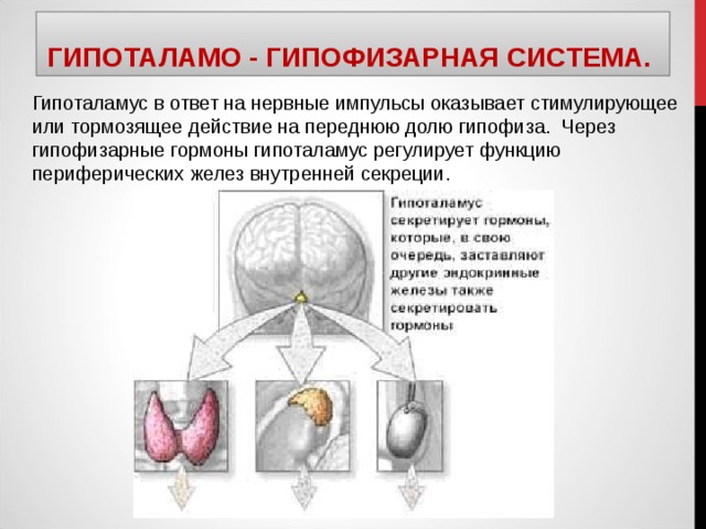 ГИПОТАЛАМО - ГИПОФИЗАРНАЯ СИСТЕМА. Гипоталамус в ответ на нервные импульсы оказывает стимулирующее или тормозящее действие на переднюю долю гипофиза. Через гипофизарные гормоны гипоталамус регулирует функцию периферических желез внутренней секреции. 