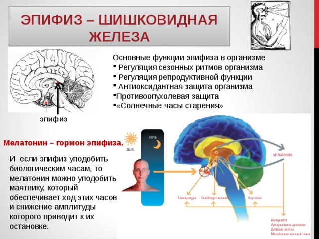 ЭПИФИЗ – ШИШКОВИДНАЯ ЖЕЛЕЗА Основные функции эпифиза в организме  Регуляция сезонных ритмов организма  Регуляция репродуктивной функции  Антиоксидантная защита организма Противоопухолевая защита «Солнечные часы старения» эпифиз Мелатонин – гормон эпифиза. И если эпифиз уподобить биологическим часам, то мелатонин можно уподобить маятнику, который обеспечивает ход этих часов и снижение амплитуды которого приводит к их остановке. 