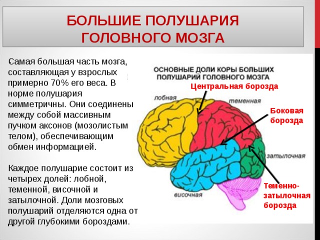 БОЛЬШИЕ ПОЛУШАРИЯ  ГОЛОВНОГО МОЗГА . Самая большая часть мозга, составляющая у взрослых примерно 70% его веса. В норме полушария симметричны. Они соединены между собой массивным пучком аксонов (мозолистым телом), обеспечивающим обмен информацией. Каждое полушарие состоит из четырех долей: лобной, теменной, височной и затылочной. Доли мозговых полушарий отделяются одна от другой глубокими бороздами. Центральная борозда Боковая борозда Теменно-затылочная борозда 