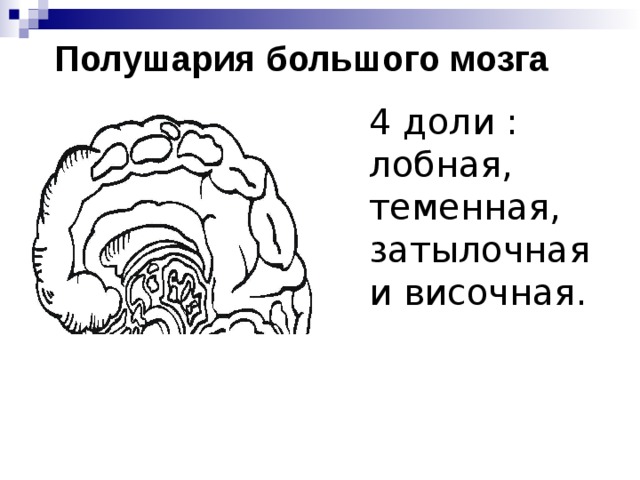 Полушария большого мозга 4 доли : лобная, теменная, затылочная и височная. 