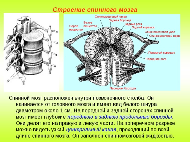 Назовите структуры спинного мозга обозначенные на рисунке