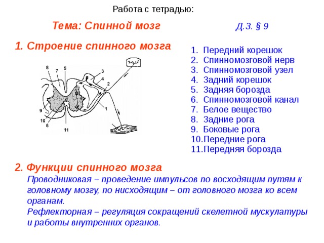 Спинномозговой канал обозначенный на рисунке цифрой впиши только цифру заполнен