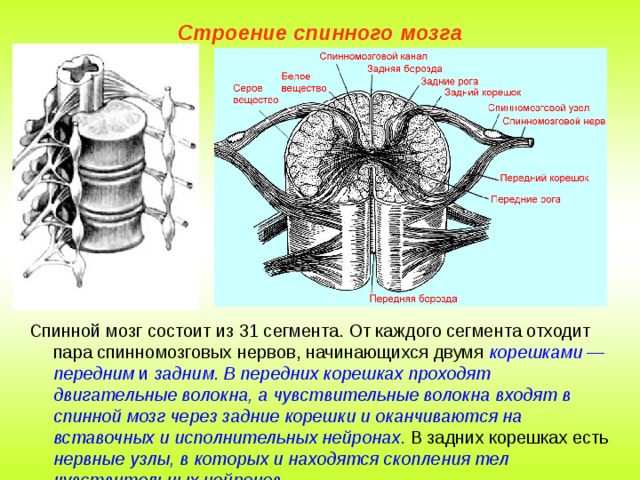 Спинномозговой канал на рисунке