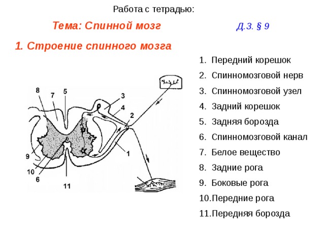 Спинномозговой канал обозначенный на рисунке цифрой впиши только цифру заполнен