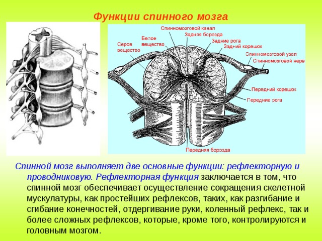 Функцию реле мозга выполняет