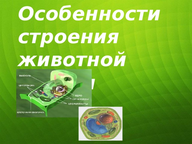 Особенности строения животной клетки 