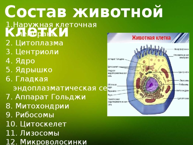 Состав животной клетки 1.Наружная клеточная мембрана 2. Цитоплазма 3. Центриоли 4. Ядро 5. Ядрышко 6. Гладкая эндоплазматическая сеть 7. Аппарат Гольджи 8. Митохондрии 9. Рибосомы 10. Цитоскелет 11. Лизосомы 12. Микроволосинки 