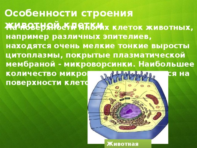 Особенности строения животной клетки На поверхности многих клеток животных, например различных эпителиев, находятся очень мелкие тонкие выросты цитоплазмы, покрытые плазматической мембраной - микроворсинки. Наибольшее количество микроворсинок находится на поверхности клеток кишечника. Животная клетка 