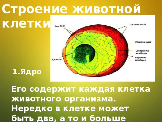 Строение животной клетки 1.Ядро Его содержит каждая клетка животного организма. Нередко в клетке может быть два, а то и больше ядер. 