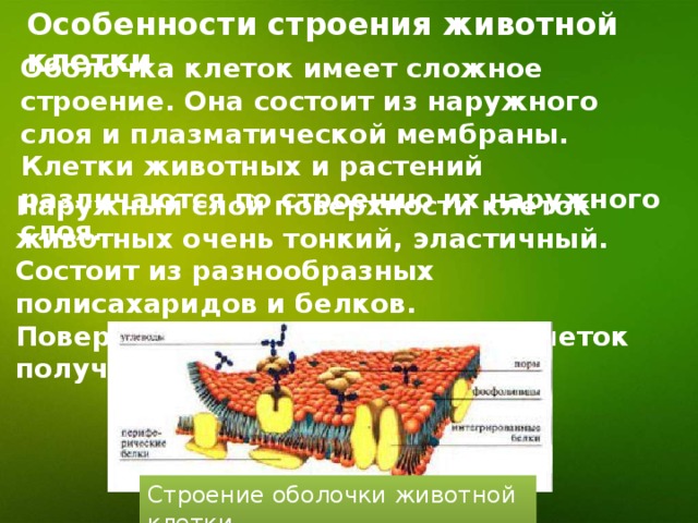 Особенности строения животной клетки Оболочка клеток имеет сложное строение. Она состоит из наружного слоя и плазматической мембраны. Клетки животных и растений различаются по строению их наружного слоя. Наружный слой поверхности клеток животных очень тонкий, эластичный. Состоит из разнообразных полисахаридов и белков. Поверхностный слой животных клеток получил название гликокаликс. Строение оболочки животной клетки 