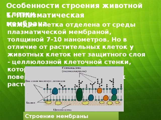 Особенности строения животной клетки 1. Плазматическая мембрана  Каждая клетка отделена от среды плазматической мембраной, толщиной 7-10 нанометров. Но в отличие от растительных клеток у животных клеток нет защитного слоя - целлюлозной клеточной стенки, которая выделяется внешней поверхностью мембраны клеток растений. Строение мембраны животной клетки 