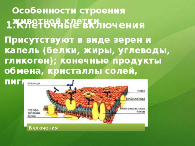 Особенности строения животной клетки 1.Клеточные включения Присутствуют в виде зерен и капель (белки, жиры, углеводы, гликоген); конечные продукты обмена, кристаллы солей, пигменты. Включения 